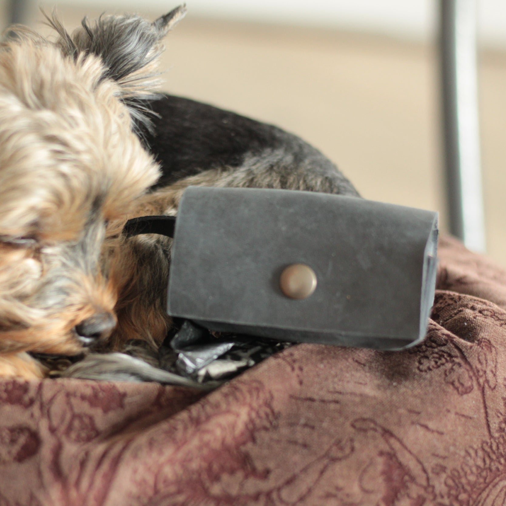 Czarny skórzany dispenser na tle smyczy i obroży – kompletne akcesorium spacerowe.

